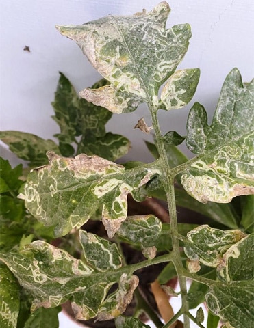 An infestation of leaf miners on the tomato plant
