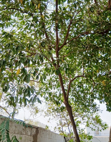 Chikoo tree not bearing fruit | Photos courtesy the writer