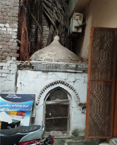 A 2025 image showing the peepal tree behind the dome of the Takiya Valmikian opposite Bhati Gate in Lahore | Photos courtesy the writers