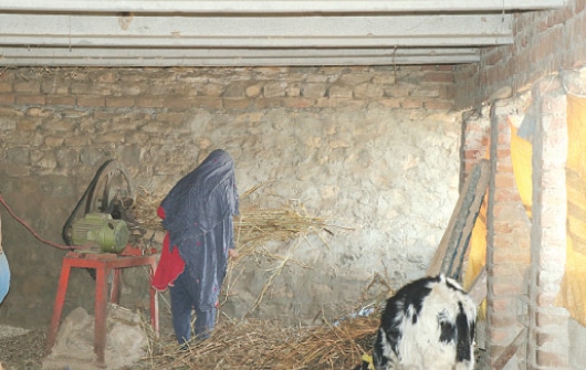 A woman is cutting fodder on a machine in the cattle pen.