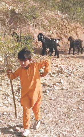 A little boy with an axe on his shoulder grazes his goats in the jungle. Most people keep goats as economic support for their livelihood.