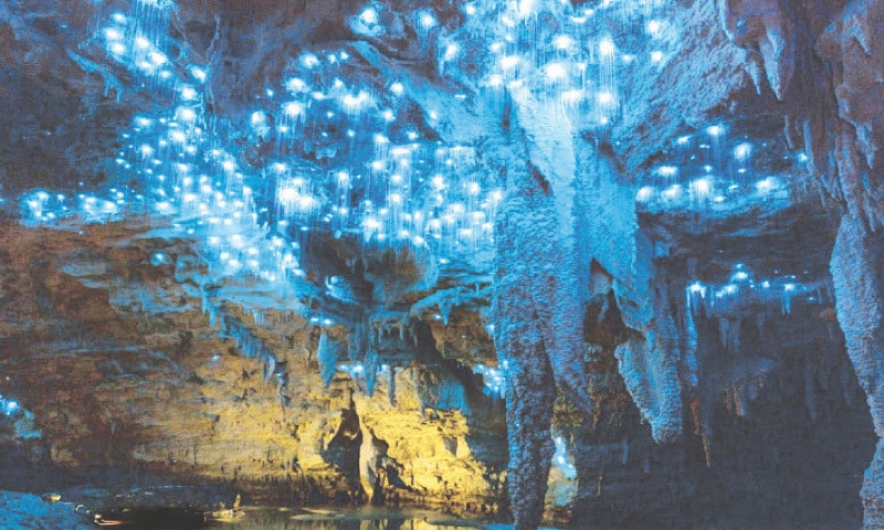 Waitomo Glowworm Caves – New Zealand