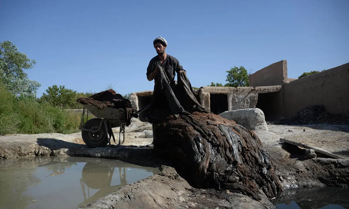 Afghan labourer Yasin, 23, pulls animal hides from a pool of chalked water to be loaded on to a cart at a leather factory in the Tashqurghan district on the outskirts of Mazar-i-sharif. &mdash; AFP