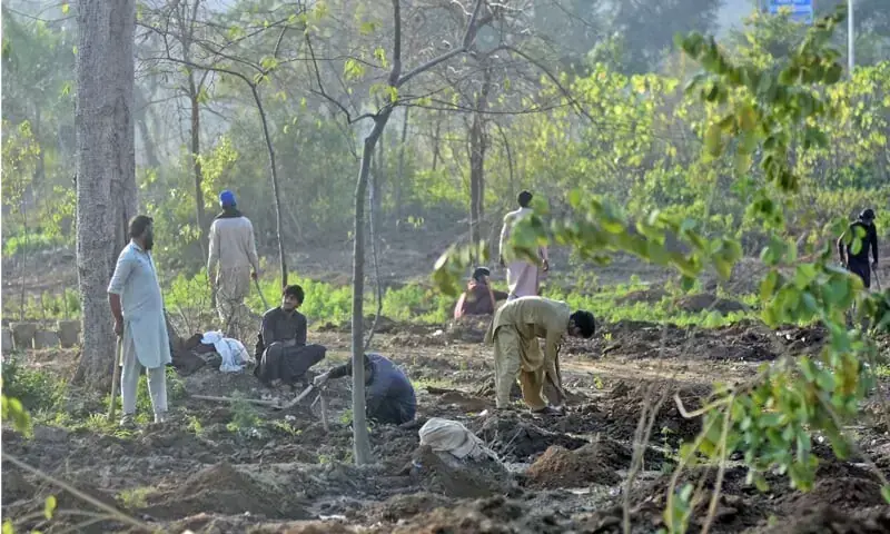 CDA workers plant saplings on a green belt at Shakarparian in Islamabad on January 9. — Dawn/File CDA workers plant saplings on a green belt at Shakarparian in Islamabad on January 9. — Dawn/File