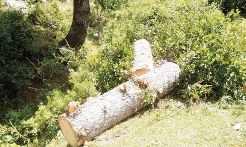 A freshly cut tree in Paindey area of Malam Jabba. — Dawn/File A freshly cut tree in Paindey area of Malam Jabba. — Dawn/File