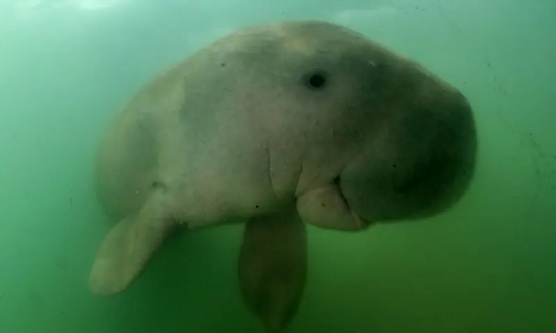 This picture taken on May 23, 2019 shows a dugong swimming in the waters around Libong island, Trang province in southern Thailand. &mdash; AFP/File
