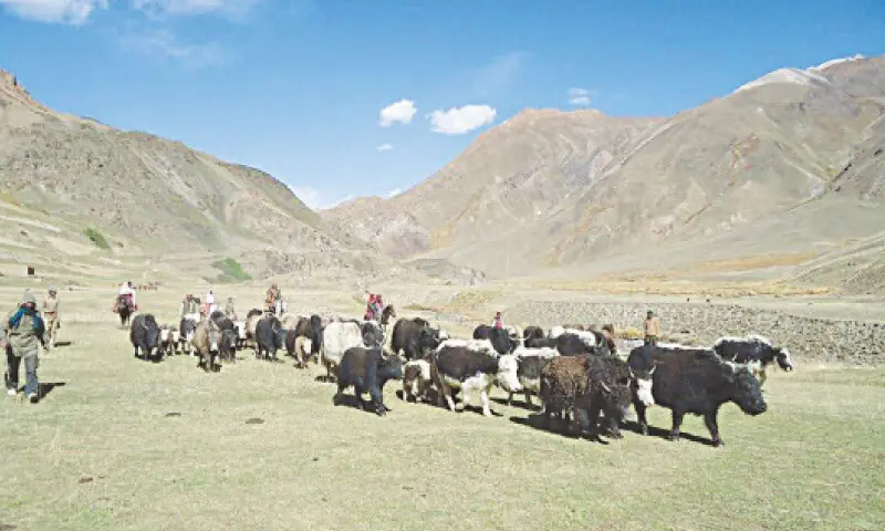 A herd of cattle grazing in the pasture of Broghil valley. &mdash; Dawn