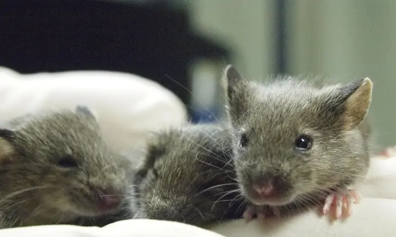 Three cloned female mice, members of the 26th generation of clones, sit on the gloved hand of researcher Teruhiko Wakayama inside a laboratory at the University of Yamanashi in Yamanashi, Japan, in this undated photograph released on March 24, 2026. — AFP Three cloned female mice, members of the 26th generation of clones, sit on the gloved hand of researcher Teruhiko Wakayama inside a laboratory at the University of Yamanashi in Yamanashi, Japan, in this undated photograph released on March 24, 2026. — AFP
