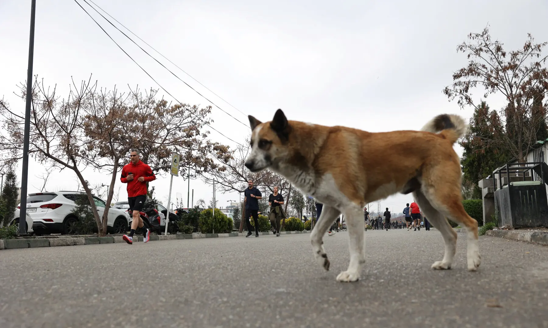 Iranian people exercise as a dog walks in the foreground at Pardisan Park, amid the US-Israeli war on Iran, in Tehran, Iran on March 25, 2026. &mdash; WANA via Reuters