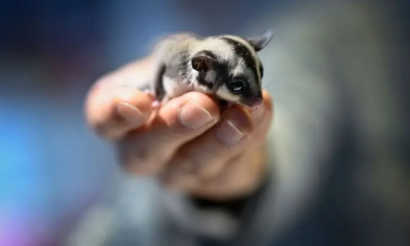 A visitor holds a sugar glider at a pet fair in Beijing on March 19, 2026. &mdash;AFP/File