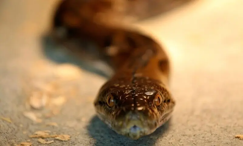 A reticulated python is seen at a snake farm ahead of the Spring Festival in Tainan, southern Taiwan, February 5, 2013. Photo for representation. — Reuters A reticulated python is seen at a snake farm ahead of the Spring Festival in Tainan, southern Taiwan, February 5, 2013. Photo for representation. — Reuters