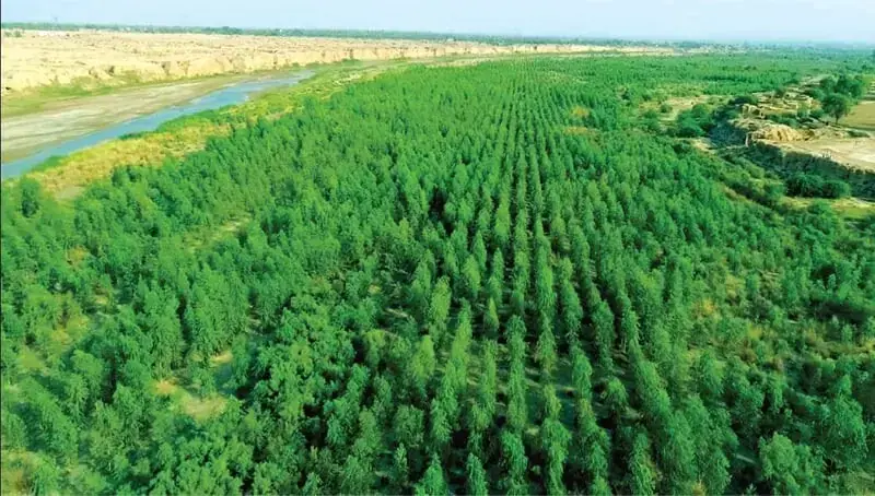 Eucalyptus trees planted in the water-logged area of Dera Ismail Khan. — Courtesy KP forest department/File Eucalyptus trees planted in the water-logged area of Dera Ismail Khan. — Courtesy KP forest department/File