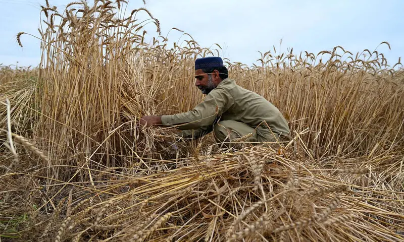 LARKANA: A farmer harvests wheat in a field.—APP LARKANA: A farmer harvests wheat in a field.—APP