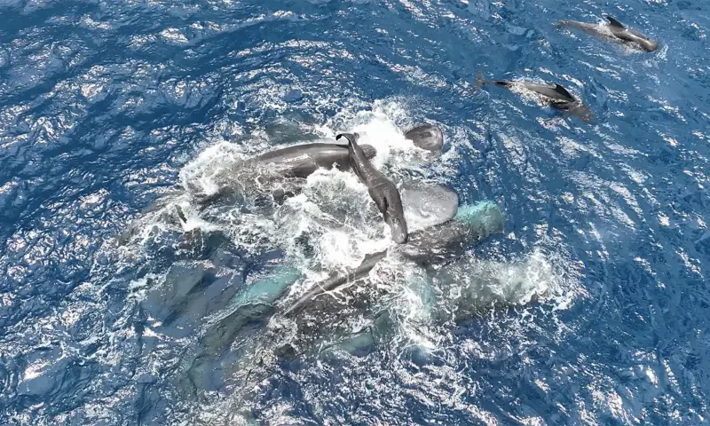 A handout picture taken on July 8, 2023 off Dominique island and released by Project CETI shows a female sperm whales from Unit A holding a newborn sperm whale calf above water until it is able to swim on its own. — AFP/File A handout picture taken on July 8, 2023 off Dominique island and released by Project CETI shows a female sperm whales from Unit A holding a newborn sperm whale calf above water until it is able to swim on its own. — AFP/File
