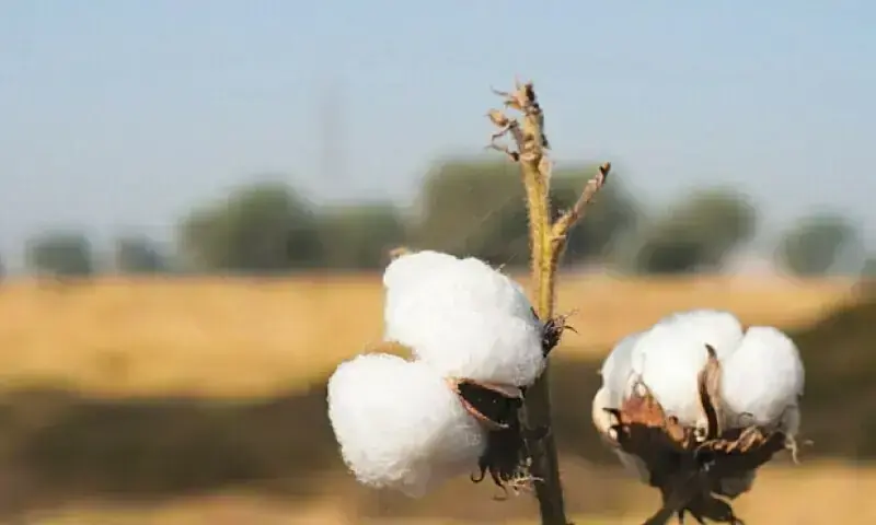 A file photo showing a cotton plant. &mdash; Dawn/File
