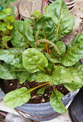A Swiss chard plant in a growbag on a rooftop, ready for harvest