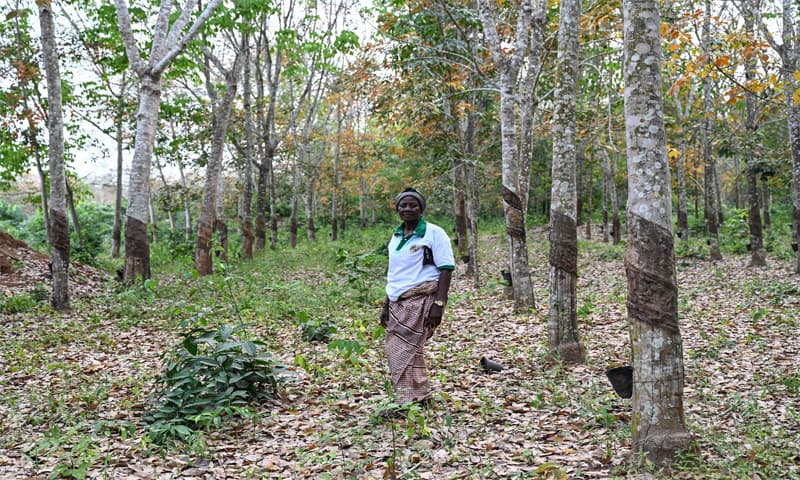 An Ivorian farmer Affoua Mea stands at a rubber plantation in Bongouanou. Since 2009, around 2,500 women have bought rubber plants at low cost under the subsidy scheme offered to those farmers who are the least well-off. Farming has long been the pillar of Ivory Coast&rsquo;s economy but just 5pc of women own agricultural land compared to 25pc of men, according to the Organisation for Economic Cooperation and Development.&mdash;AFP
