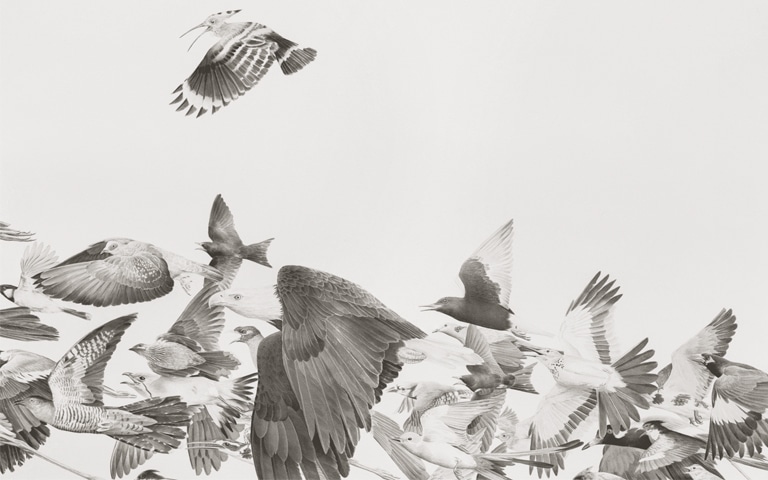 Hudhud (Conference of the Birds) (2022), Ali Kazim