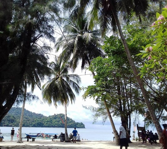 Coconuts wash ashore and grow into trees in Malaysia | Photo by the writer
