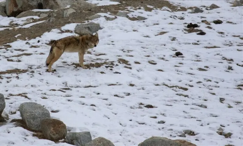 A photograph of a wolf. &mdash; WWF Pakistan via Anadolu/File