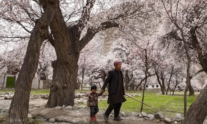 A man with a child walks past apricot blossom trees at Ghanche district in Gilgit-Baltistan region on March 30, 2026. &mdash;AFP
