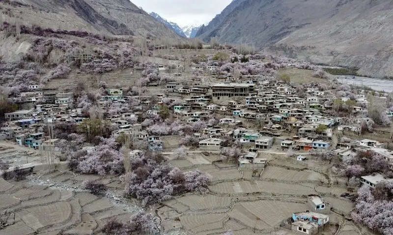 Apricot blossom trees bloom near residential buildings, against the backdrop of snow-capped mountains at Ghanche district in Gilgit-Baltistan region on March 30, 2026. &mdash;AFP
