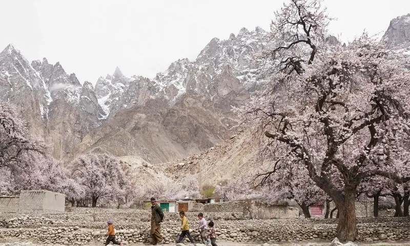 A man walks with children past apricot blossom trees at Ghanche district in Gilgit-Baltistan region on March 30, 2026. &mdash;AFP