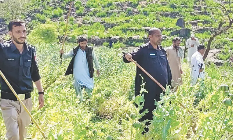 Police officials destroy poppy crop in Mohmand on Wednesday. — Dawn Police officials destroy poppy crop in Mohmand on Wednesday. — Dawn