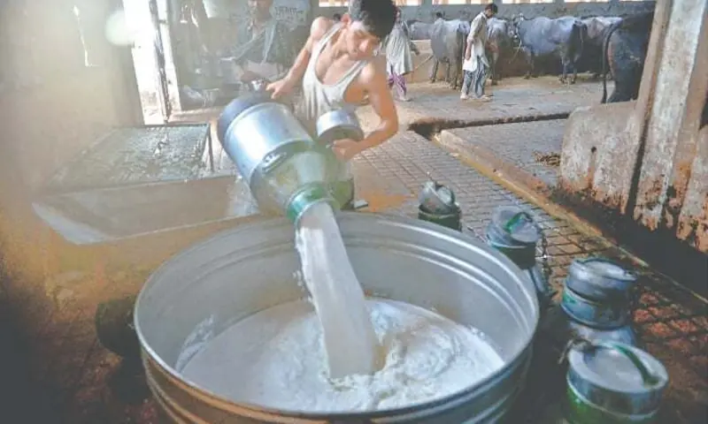 A worker pours milk into a large tub for cooling at a dairy farm in Karachi. — White Star/File A worker pours milk into a large tub for cooling at a dairy farm in Karachi. — White Star/File