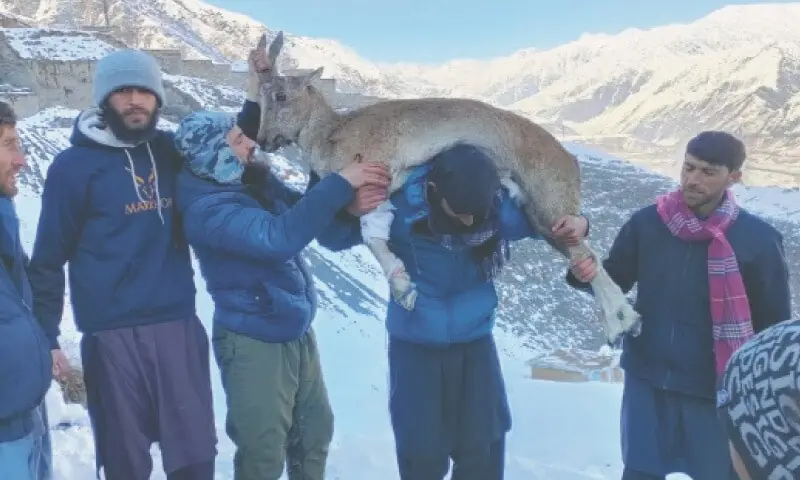 Community workers carry an injured Kashmir markhor to the veterinary hospital in Chitral Gol National Park. — Dawn.File Community workers carry an injured Kashmir markhor to the veterinary hospital in Chitral Gol National Park. — Dawn.File