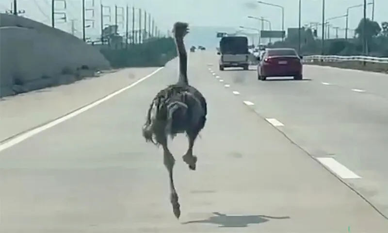 THE ostrich runs along a highway in Thailand&rsquo;s Chonburi province.&mdash;AFP
