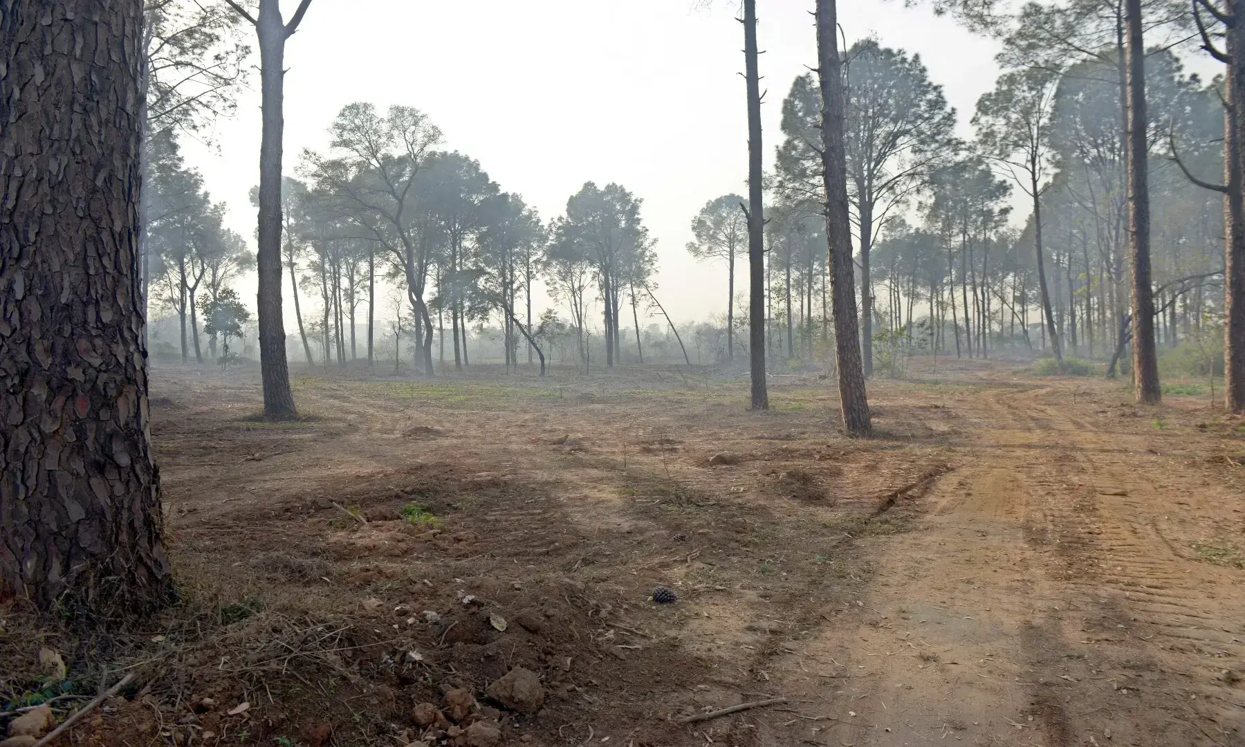 A few trees stand in the once-green Shakarparian area of Islamabad, where tree-culling has turned large patches into barren land. &mdash; Mohammad Asim/White Star/File