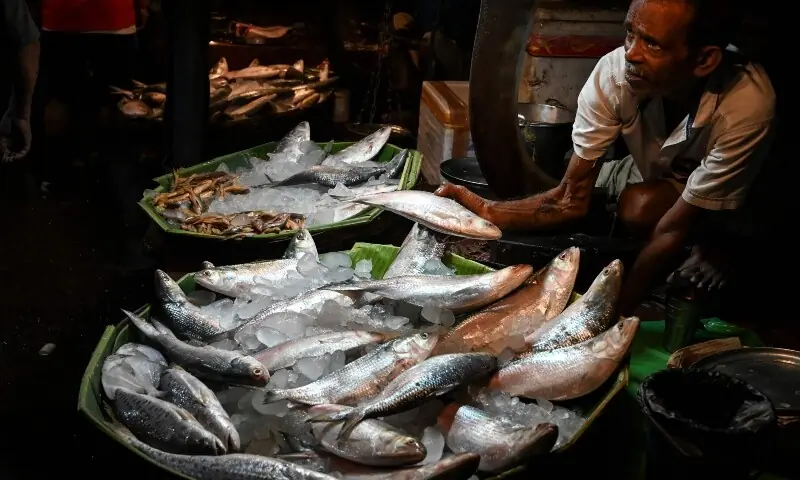 A fish vendor shows Hilsa fish imported from Bangladesh at a wholesale fish market in Kolkata on September 24, 2021. &mdash;AFP/File
