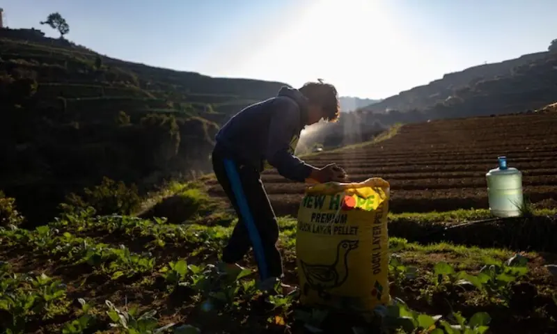 A farmer scoops out chicken manure to fertilize a cabbage field in Atok, Benguet province, Philippines, March 30, 2026. —Reuters A farmer scoops out chicken manure to fertilize a cabbage field in Atok, Benguet province, Philippines, March 30, 2026. —Reuters