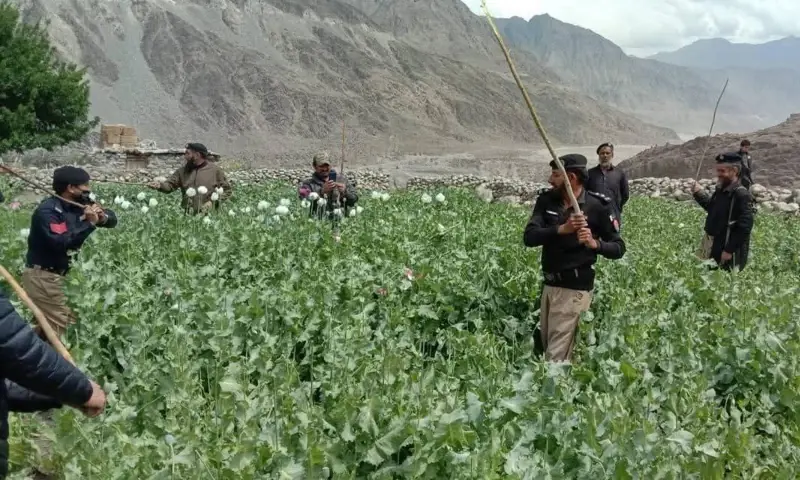 Diamer police destroys poppy’s crops in Thore Nallah on Sunday during the operation against poppy’s crops. — Dawn Diamer police destroys poppy’s crops in Thore Nallah on Sunday during the operation against poppy’s crops. — Dawn
