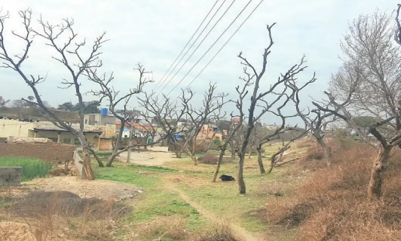 Dead Shisham trees in Bahi Khan village along G.T. Road. —Dawn/File Dead Shisham trees in Bahi Khan village along G.T. Road. —Dawn/File