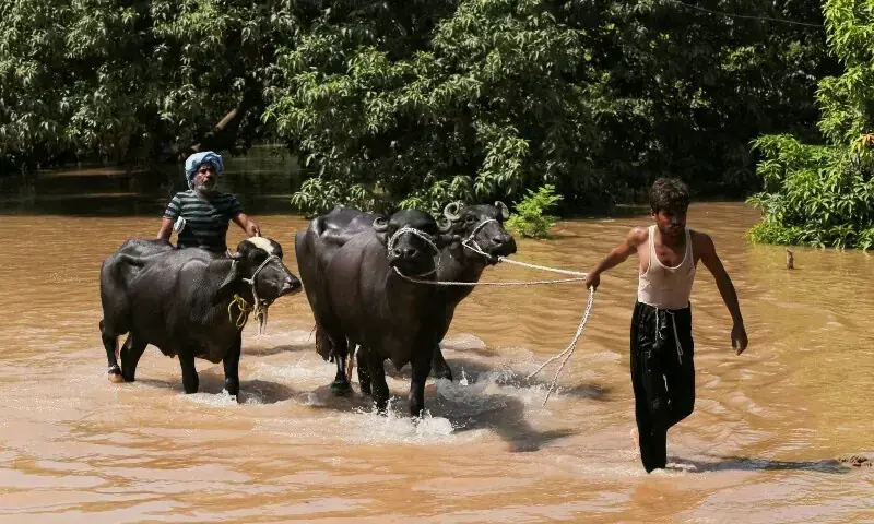 Residents guide their buffaloes along a flooded road following monsoon rains and rising water levels of the Chenab River, on the outskirts of Multan, September 4. — Reuters/file Residents guide their buffaloes along a flooded road following monsoon rains and rising water levels of the Chenab River, on the outskirts of Multan, September 4. — Reuters/file