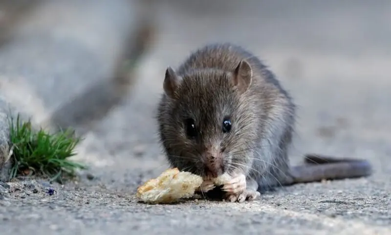 A rat eats pieces of bread thrown by tourists near the Pont-Neuf bridge over the river Seine in Paris, France, on Aug 1, 2017. &mdash; Reuters/File