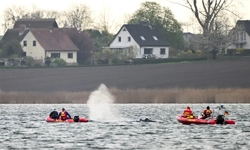 THE whale swims next to boats that are trying to escort it out of a sandbank in shallow waters off the Baltic Sea.—Reuters THE whale swims next to boats that are trying to escort it out of a sandbank in shallow waters off the Baltic Sea.—Reuters