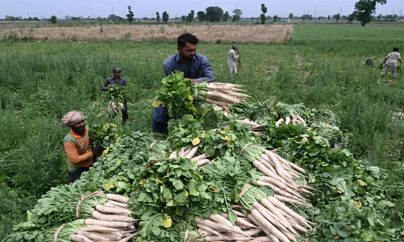 FARMERS sort radishes on the outskirts of Lahore before loading them onto a truck for transport to vegetable markets in the city.—AFP FARMERS sort radishes on the outskirts of Lahore before loading them onto a truck for transport to vegetable markets in the city.—AFP