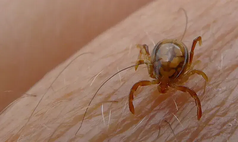 Congo virus is transmitted through the bite of infected ticks. &mdash; Reuters/File