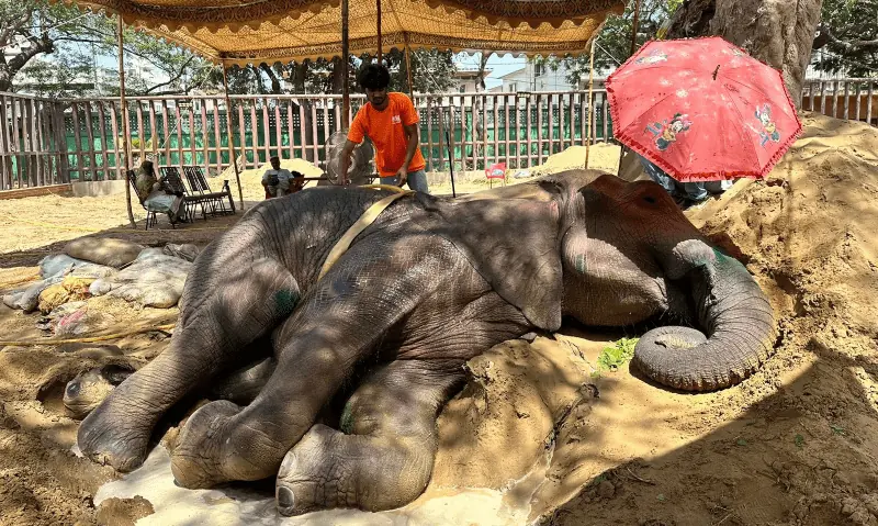 Elephant Noor Jehan lying on the ground against a pile of sand in Karachi Zoo in April 2023. &mdash; Mahera Omar via Twitter/fourpawsint/file