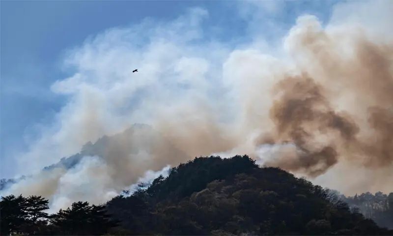 A BIRD flies over the top of a mountain after a forest fire near the town of Otsuchi.&mdash;AFP