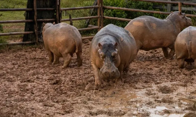 Captured hippopotamuses in a specially designed pen are seen before the application of GonaCon, an immunocastration drug to control the growth of the hippo population, in Puerto Triunfo, Colombia on October 8, 2021. &mdash;Reuters/File