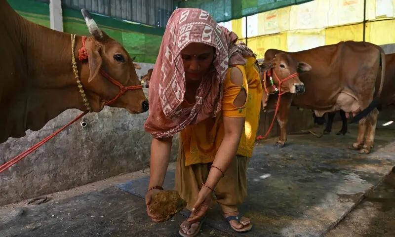 This photograph taken on April 24, 2026 shows a villager collecting cow dung from her cattle stable near her residence in Uttar Pradesh&rsquo;s Bulandshahr district. &mdash;AFP