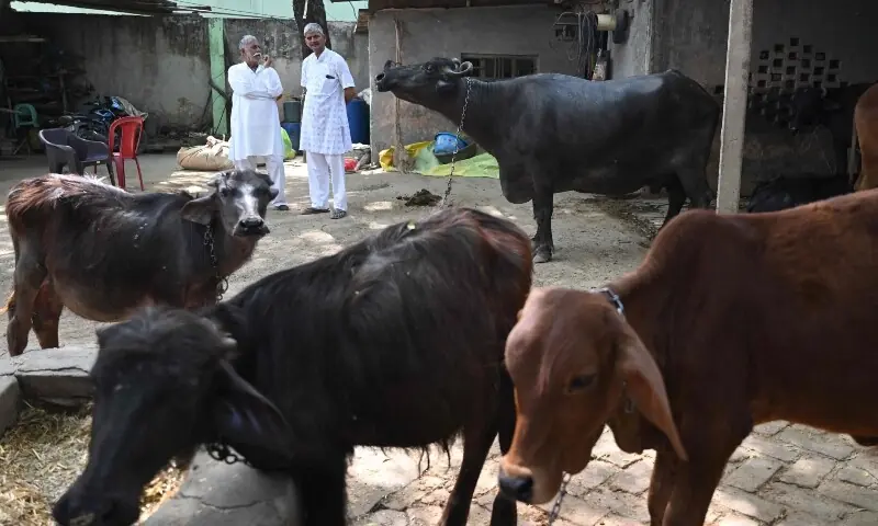 This photograph taken on April 24, 2026 shows Pritam Singh (R), a local farmer leader standing alongside his cattle, at a village in Uttar Pradesh&rsquo;s Bulandshahr district. &mdash;AFP