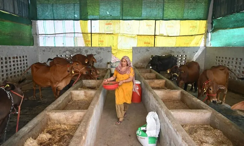 This photograph taken on April 24, 2026 shows a villager carrying cow dung from her cattle stable to a biogas plant at her residence in Uttar Pradesh&rsquo;s Bulandshahr district. &mdash;AFP
