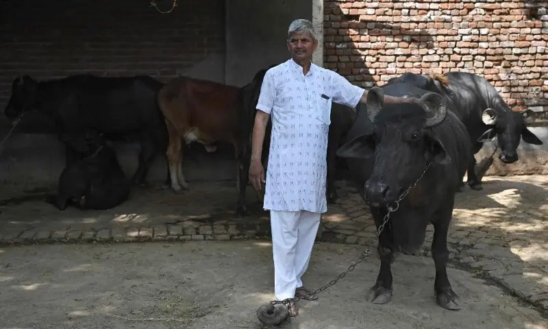This photograph taken on April 24, 2026 shows Pritam Singh, a local farmer leader standing alongside his cattle, at a village in Uttar Pradesh's Bulandshahr district. &mdash;AFP