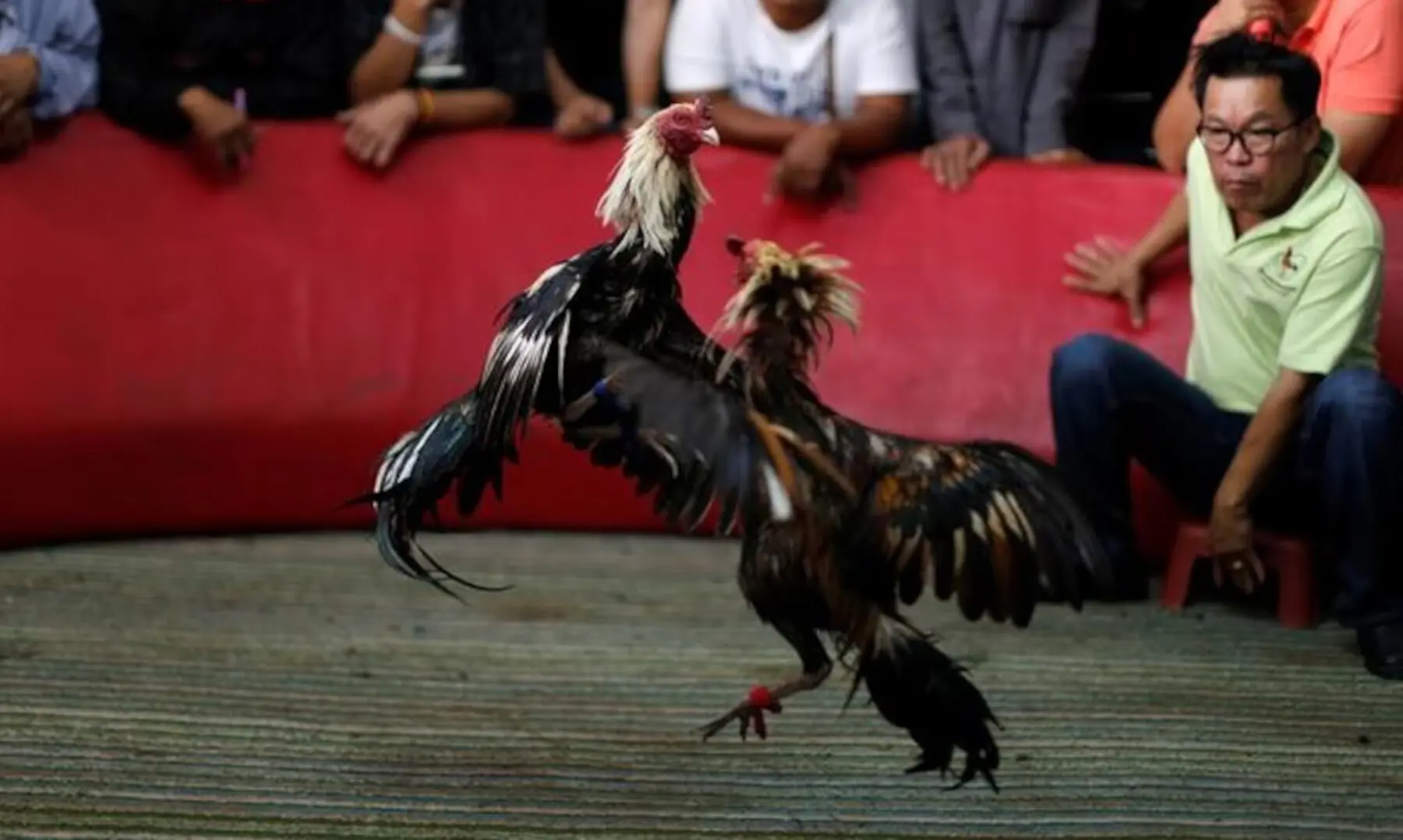 A cockfighting competition is held at a facility near Bangkok, the capital of Thailand, to coincide with the Lunar New Year, on Jan 29, 2017. &mdash; Reuters/File