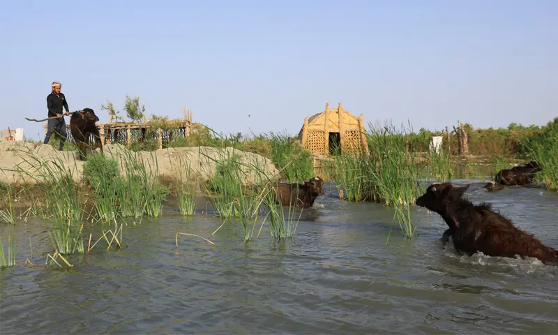 CHIBAYISH: A herder guides water buffaloes through the marshes in Iraq&rsquo;s Dhi Qar province.&mdash;Reuters